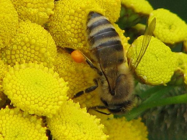 Honigbiene, schwer beladen